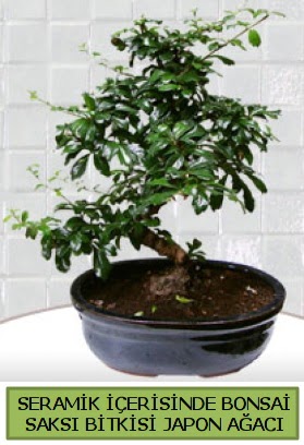 Seramik vazoda bonsai japon a�ac� bitkisi  Ulus Ankara anneler g�n� �i�ek yolla 