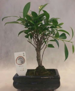 Bonsai japon a�ac� bitkisi sat��� 