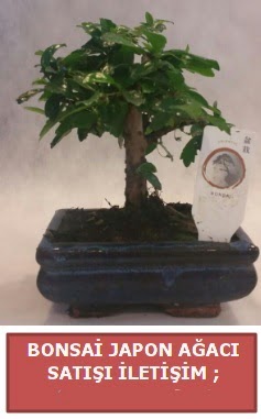 Japon a�ac� minya�r bonsai sat��� 