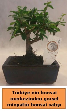 Japon aac bonsai sat ithal grsel 