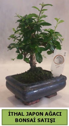 �thal japon a�ac� bonsai bitkisi sat��� 