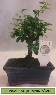 Minyat�r bonsai a�ac� sat��� 