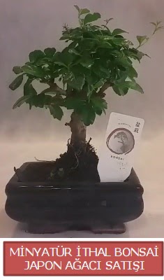 Kk grsel bonsai japon aac bitkisi 