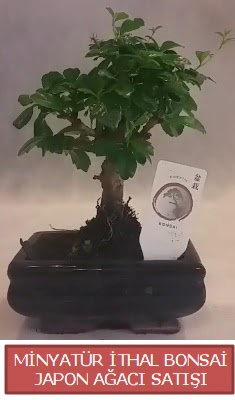 K���k g�rsel bonsai japon a�ac� bitkisi 
