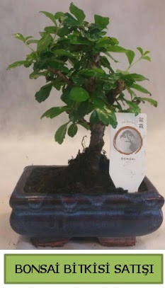 Bonsai ithal g�rsel minyat�r japon a�ac� 