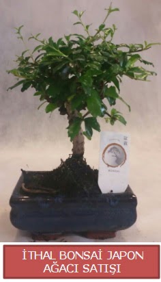 thal kk boy minyatr bonsai aa bitkisi 