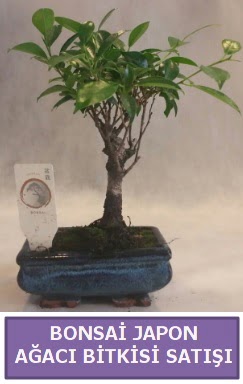 �thal Bonsai japon a�ac� bitkisi sat��� 