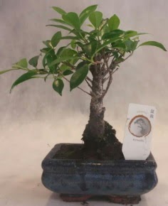 Bonsai a�ac� japon a�a� bitkisi 