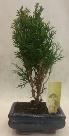 SINIRLI SAYIDA �R�N Selvi Bonsai 