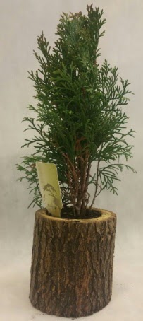 SINIRLI STOK Selvi Bonsai Do�al k�t�kte 