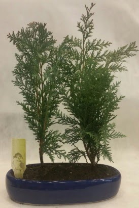 SINIRLI SAYIDA Selvi A�ac� bonsai ikili 