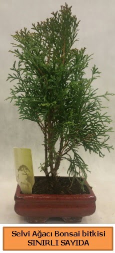 Selvi aac bonsai japon aac bitkisi 