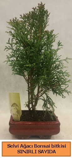 Selvi a�ac� bonsai japon a�ac� bitkisi 