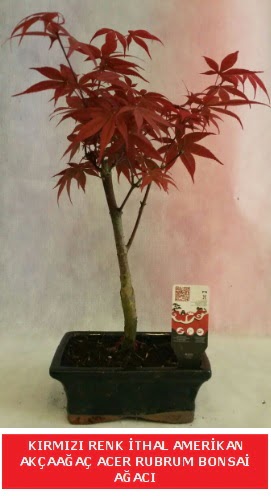 �THAL ACER RUBRUM BONSA� A�ACI 