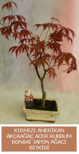 Amerikan akaaa Acer Rubrum bonsai  Ulus Ankara online ieki , iek siparii 