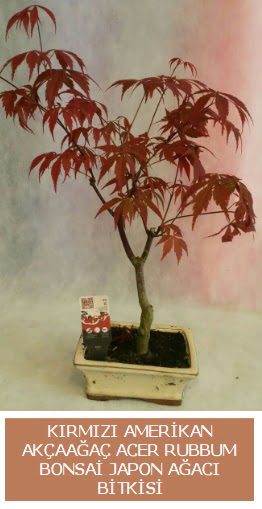 Amerikan ak�aa�a� Acer Rubrum bonsai  Ulus Ankara online �i�ek�i , �i�ek sipari�i 