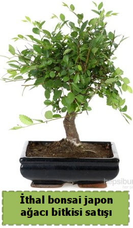 thal bonsai saks iei Japon aac sat 