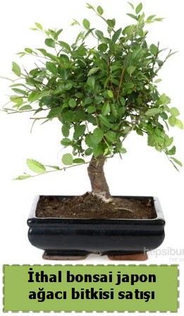 �thal bonsai saks� �i�e�i Japon a�ac� sat��� 