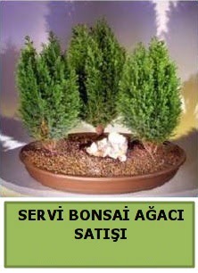BONSA� 3 L� SERV� BONSA� A�ACI 