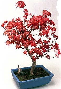 Amerikan akaaa bonsai bitkisi 