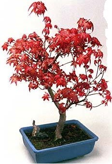 Amerikan ak�aa�a� bonsai bitkisi 