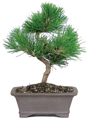 �am a�ac� bonsai japon a�ac� bitkisi 