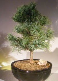 �am a�ac� bonsai bitkisi sat��� 