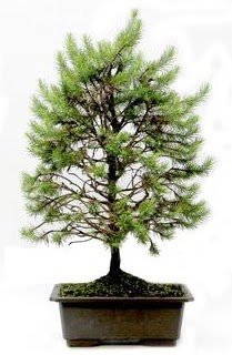 *** STOKTA YOK - am aac bonsai bitkisi sat  Ulus Ankara yurtii ve yurtd iek siparii 