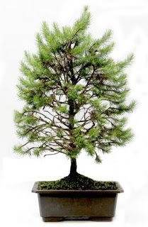 *** STOKTA YOK - �am a�ac� bonsai bitkisi sat���  Ulus Ankara yurti�i ve yurtd��� �i�ek sipari�i 