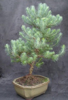 Bonsai �am a�ac� japon a�ac� bitkisi 