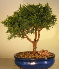 Servi �am bonsai japon a�ac� bitkisi 