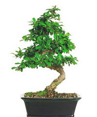 Bonsai bitkisi sat��� 