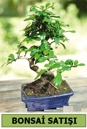 am bonsai japon aac sat 
