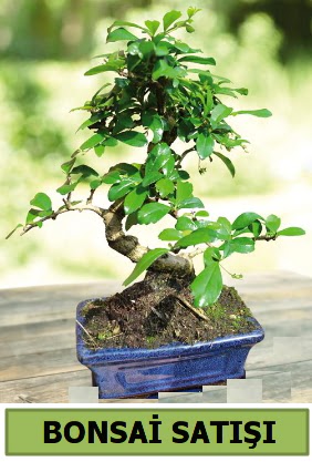 �am bonsai japon a�ac� sat��� 