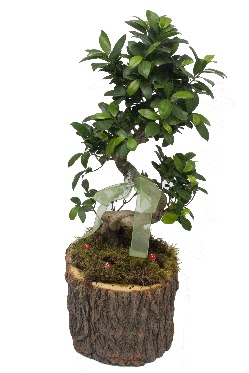 Doal ktkte bonsai saks bitkisi 