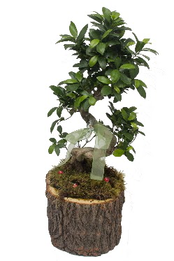 Do�al k�t�kte bonsai saks� bitkisi 