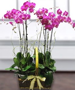 7 dall mor lila orkide 