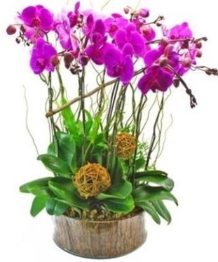 Ahap ktkte lila mor orkide 8 li  Ulus Ankara hediye sevgilime hediye iek 