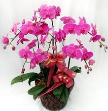 Sepet ierisinde 5 dall lila orkide 