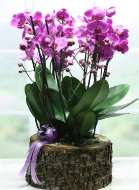 Ktk ierisinde 6 dall mor orkide 