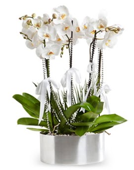 Be dall metal saksda beyaz orkide 