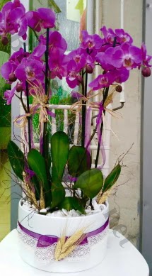 Seramik vazoda 4 dall mor lila orkide  Ulus Ankara kaliteli taze ve ucuz iekler 