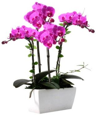 Seramik vazo ierisinde 4 dall mor orkide 