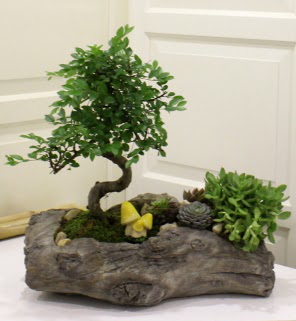 Ağaç kütük içerisinde bonsai ve sukulent 