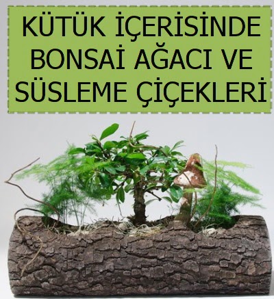K�t�k i�erisinde bonsai japon a�a� bitkisi 