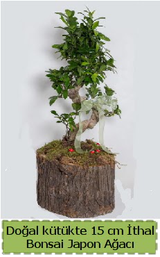 Do�al k�t�kte �thal bonsai japon a�ac� 