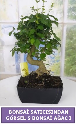 S dal e�rili�i bonsai japon a�ac� 