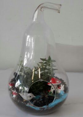 Armut orta boy cam terrarium 