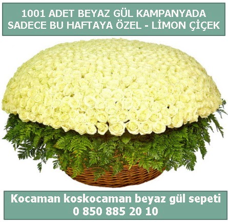 1001 adet beyaz g�l sepeti �zel kampanyada 