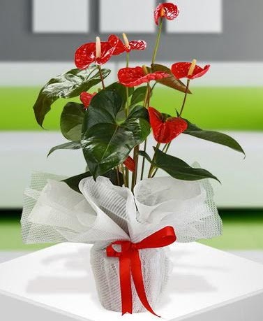 Antorium saks� bitkisi ithal kalite 